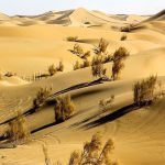 پوشش گیاهی کویر ورزنه اصفهان