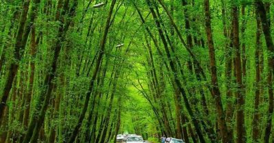 جنگل گیسوم راهنمای جامع سفر به گیلان
