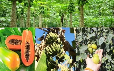 باغ های گرمسیری چابهار جاهای دیدنی غرب چابهار