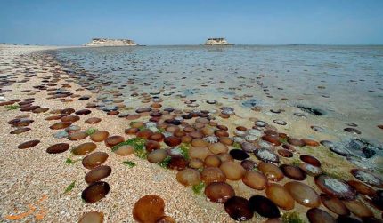 تور جزیره هندورابی